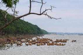 Deers At Jiangsu National Nature Reserve - China