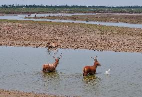 Deers At Jiangsu National Nature Reserve - China