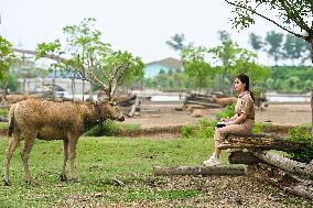 Deers At Jiangsu National Nature Reserve - China