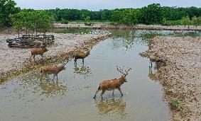 Deers At Jiangsu National Nature Reserve - China