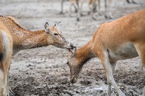 Deers At Jiangsu National Nature Reserve - China