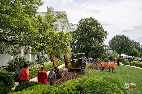 Rose Garden Landscaping at the White House for Trump’s Projects to Pave Over the Rose Garden