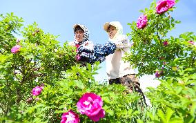 Rose Industry
 in Zhangye