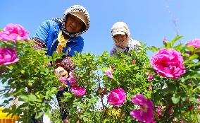 Rose Industry
 in Zhangye