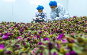 Rose Industry
 in Zhangye
