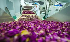 Rose Industry
 in Zhangye