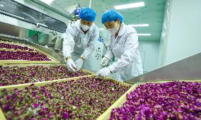 Rose Industry
 in Zhangye
