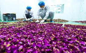 Rose Industry
 in Zhangye