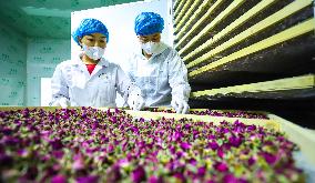 Rose Industry
 in Zhangye