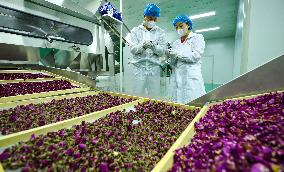Rose Industry
 in Zhangye