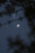 Israeli Army Likely Intercepted Missiles Fired from Yemen