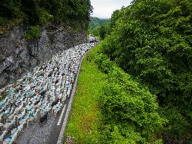 Traditional Annual Transhumance - France