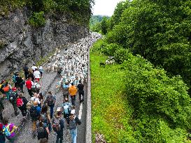 Traditional Annual Transhumance - France