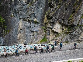 Traditional Annual Transhumance - France