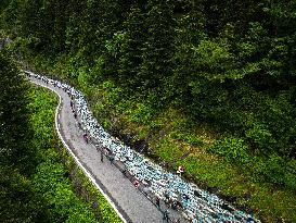 Traditional Annual Transhumance - France