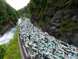 Traditional Annual Transhumance - France