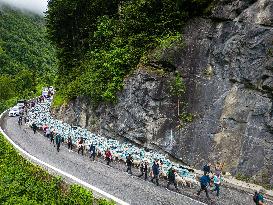 Traditional Annual Transhumance - France