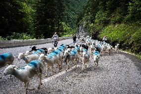 Traditional Annual Transhumance - France