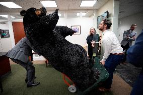 Kodak the Bear on Capitol Hill - Washington