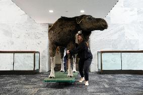 Marty the Moose on Capitol Hill - Washington