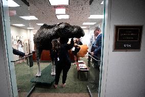 Marty the Moose on Capitol Hill - Washington