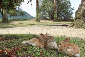 Undomesticated rabbits on western Japan island