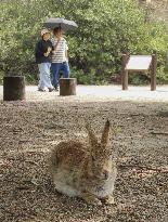 Undomesticated rabbits on western Japan island