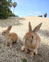 Undomesticated rabbits on western Japan island