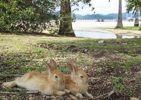 Undomesticated rabbits on western Japan island