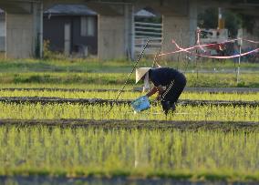 Agriculture Rice planting