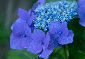 Seasonal flowers Hydrangea