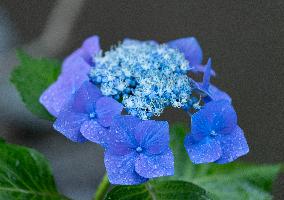Seasonal flowers Hydrangea