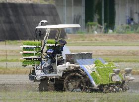 Agriculture Rice planting