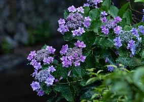 Seasonal flowers Hydrangea