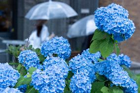 Seasonal flowers Hydrangea