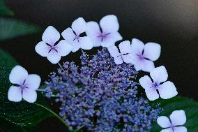 Seasonal flowers Hydrangea