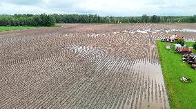 Potato field submerged