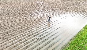 Potato field submerged