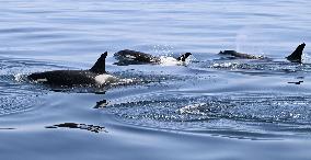 Killer whales off Hokkaido