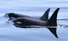 Killer whales off Hokkaido