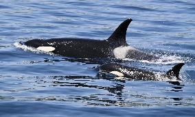 Killer whales off Hokkaido