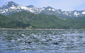 Killer whales off Hokkaido