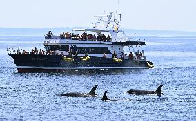 Killer whales off Hokkaido