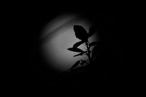 Strawberry Moon The Last Full Moon of Spring 2025 - India