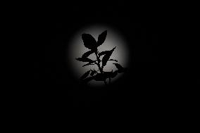 Strawberry Moon The Last Full Moon of Spring 2025 - India
