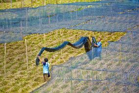 Ginger Planting Base in Anqing