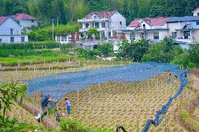 Ginger Planting Base in Anqing