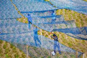 Ginger Planting Base in Anqing