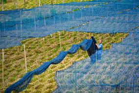Ginger Planting Base in Anqing