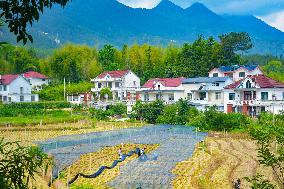Ginger Planting Base in Anqing